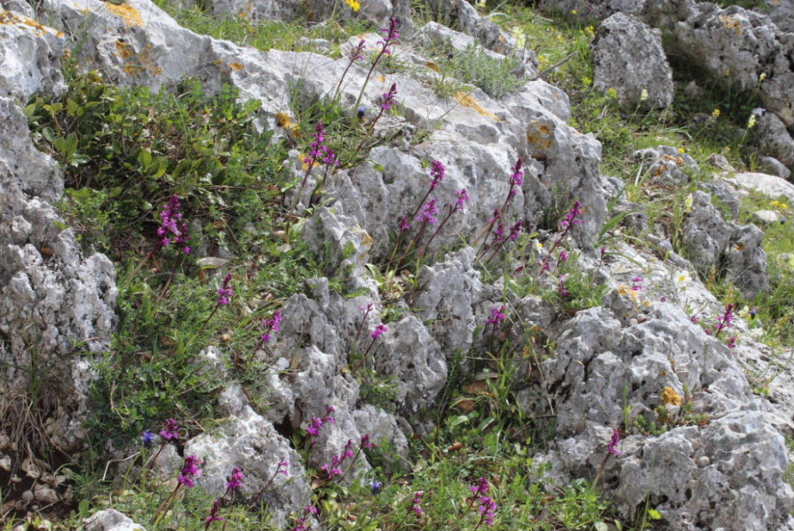 Orchidee dal promontorio del Gargano